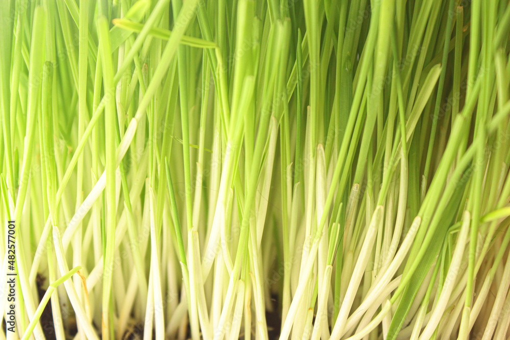 Fototapeta premium grass