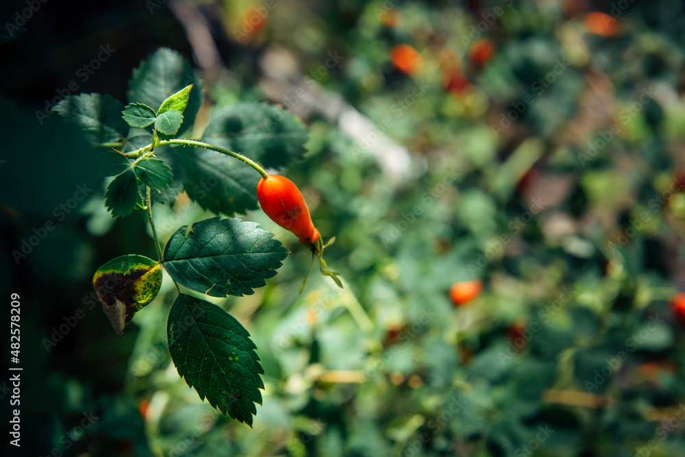 Rosehip fruits on green bush in natural sunlight, selective focus, blurred background. Organically food. Abstract plant background.