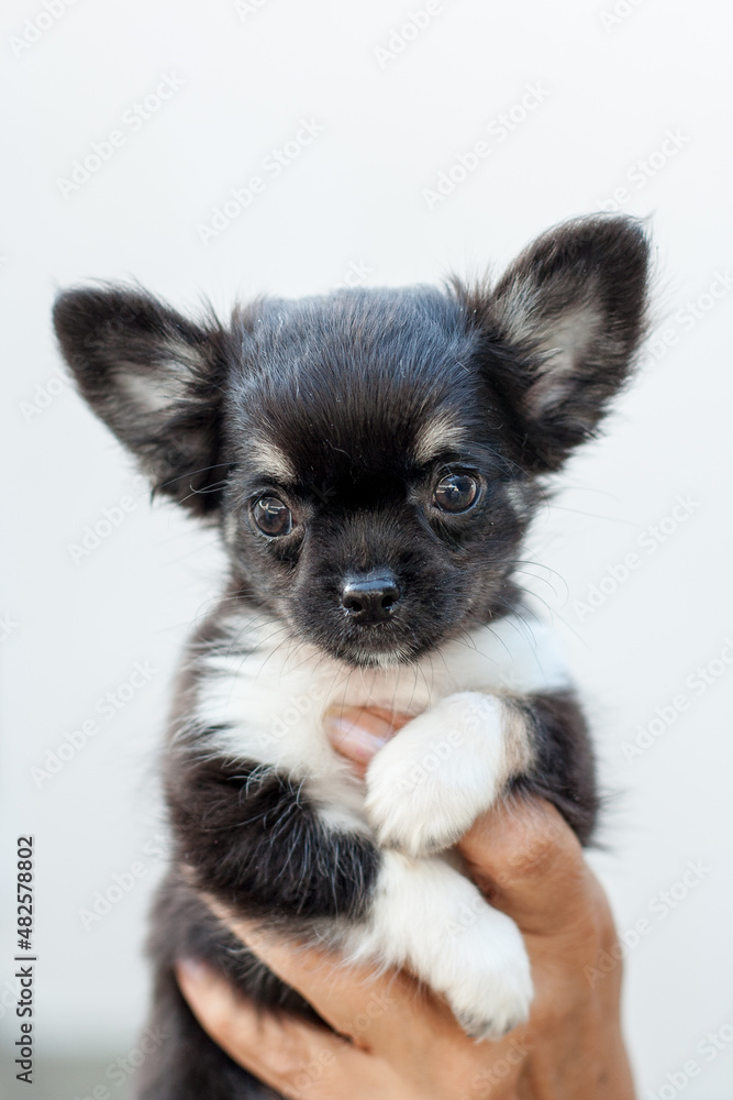 two puppies. Chihuahua puppy on a white background. Chihuahua companion dog. close-up portrait of a dog. Girl without a face, holding a chihuahua dog on her hand. The dog looks ahead.