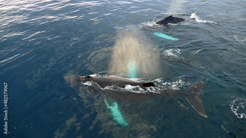 Fotografia Three humpback whales under water close