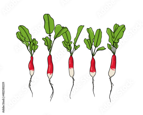 Vector card with hand drawn raw French breakfast radish. Beautiful food design elements, ink drawing. Healthy food illustration