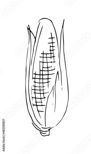 Corn ripe vegetable. Edible vegetable fruit. Hand drawing outline. Sketch isolated on a white background. Vector © Ирина Мордвинкина