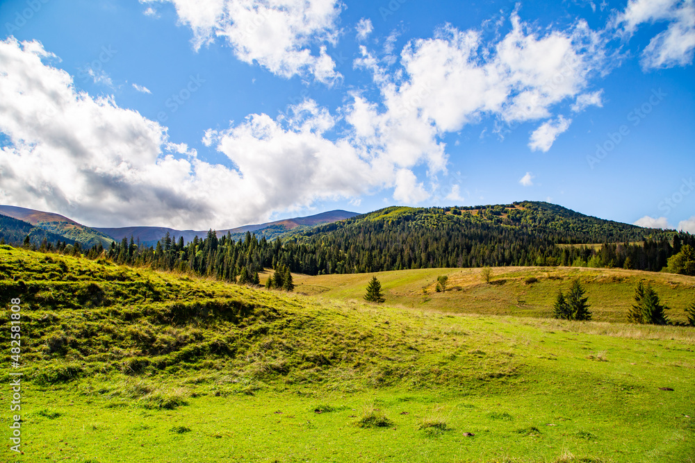 hills covered with grass near the coniferous forest on a background of young mountains on a summer day. natural landscape.