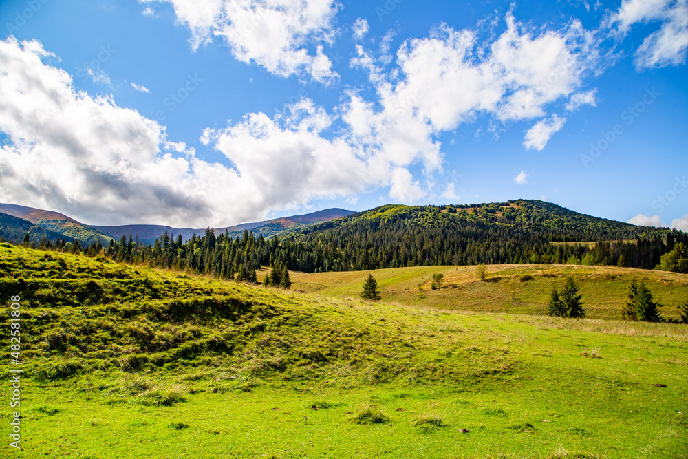 Obraz premium hills covered with grass near the coniferous forest on a background of young mountains on a summer day. natural landscape.