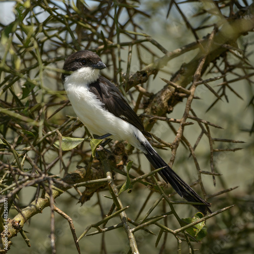 Long-tailed Fiscal - Lanius cabanisi, beautiful black and white shrike from African bushes and savannahs, Taita hills, Kenya.