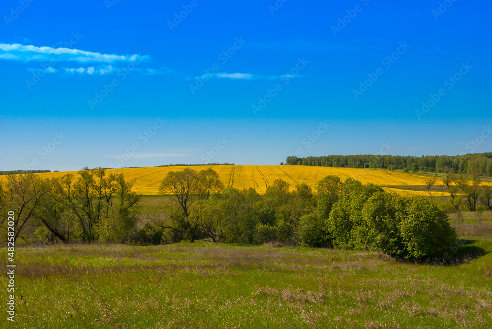 Moscow region. Summer landscape. Green grass, yellow field, blue sky