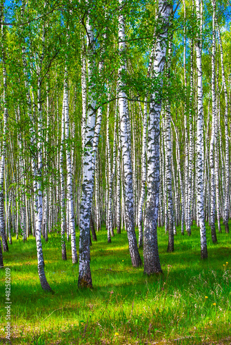 Birch grove in summer
