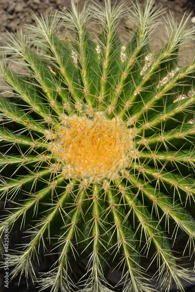 Golden barrel cactus Golden barrel cactus