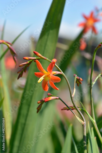 Montbretia Carmin Brilliant