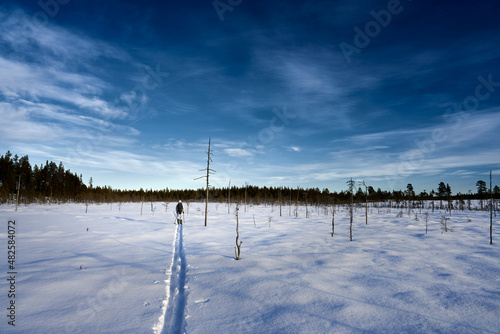 Hunting in Sweden. Winter hunt for capercaillie also called capercailzie or wood grouse. The hunter must move silently across the snow on skies and stop often a scout the land with binoculars. 