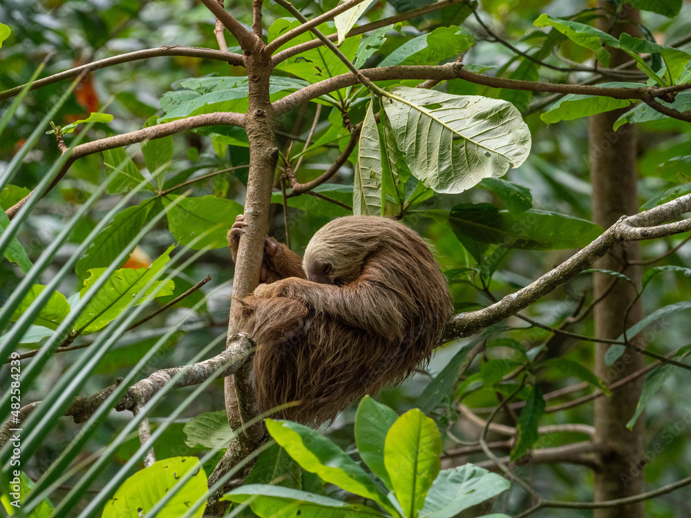 Fototapeta premium Faultier