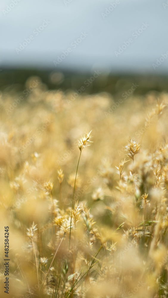 Fototapeta premium Field of wheat
