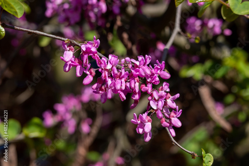 Profusely blooming pink inflorescences of a branch of Cercis siliquastrum (Fabaceae) photo