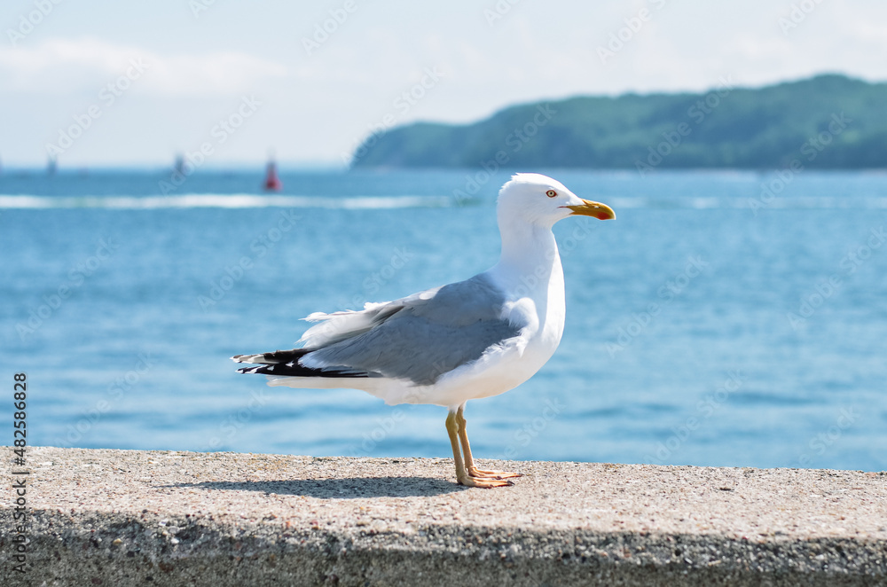 Seagull on the wall against the background of the Baltic Sea in Gdynia
