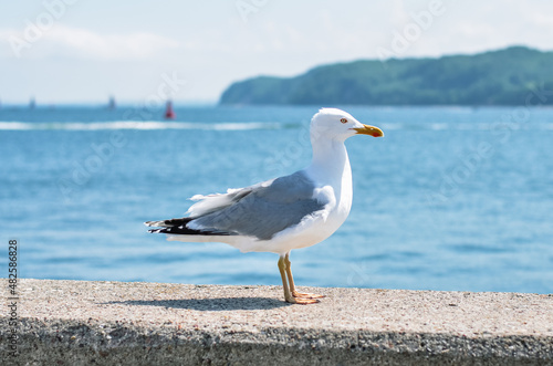 Seagull on the wall against the background of the Baltic Sea in Gdynia