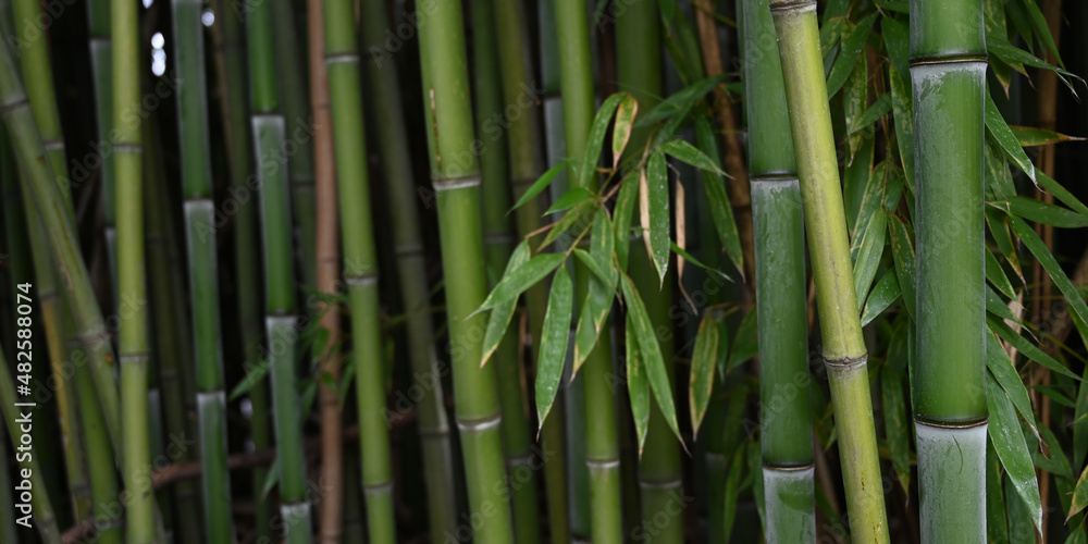 Banner size photo of bamboo plants in a garden as a background Banner size photo of bamboo plants in a garden as a background
