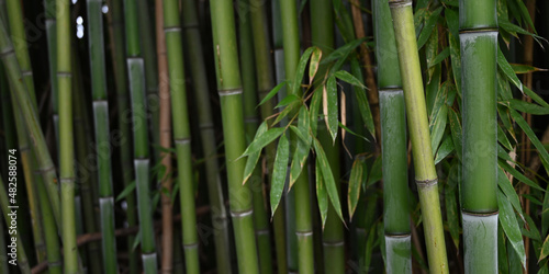 Banner size photo of bamboo plants in a garden as a background 