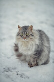 Photo of a fluffy gray stray cat.