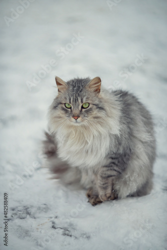 Photo of a fluffy gray stray cat.