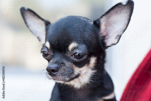 Fototapeta Naklejka Na Ścianę i Meble -  chihuahua puppy on blue. Chihuahua puppy. Chihuahua companion dog. close-up portrait of a dog. Girl without a face, holding a chihuahua dog on her hand. The dog looks ahead.