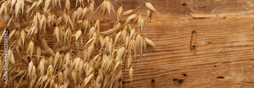 A bouquet of ripe oat ears against a wall of old wooden planks.