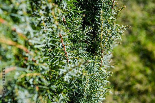 common juniper branches / Juniperus communis
