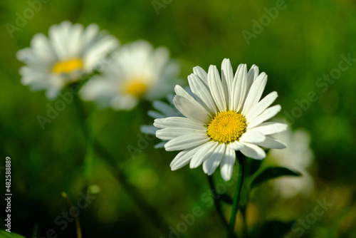 camomile flower with selective focus  spring summer concept