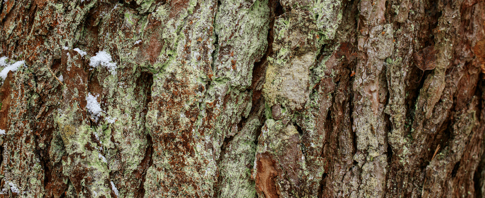 Closeup texture of tree bark with little snow. Pattern of natural tree bark background. Rough surface of trunk. Green moss and lichen on natural wood. Nature concept Closeup texture of tree bark with little snow. Pattern of natural tree bark background. Rough surface of trunk. Green moss and lichen on natural wood. Nature concept