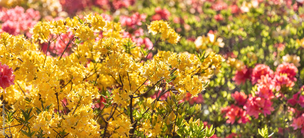 Floral background with azalea or rhododendron plant Floral background with azalea or rhododendron plant