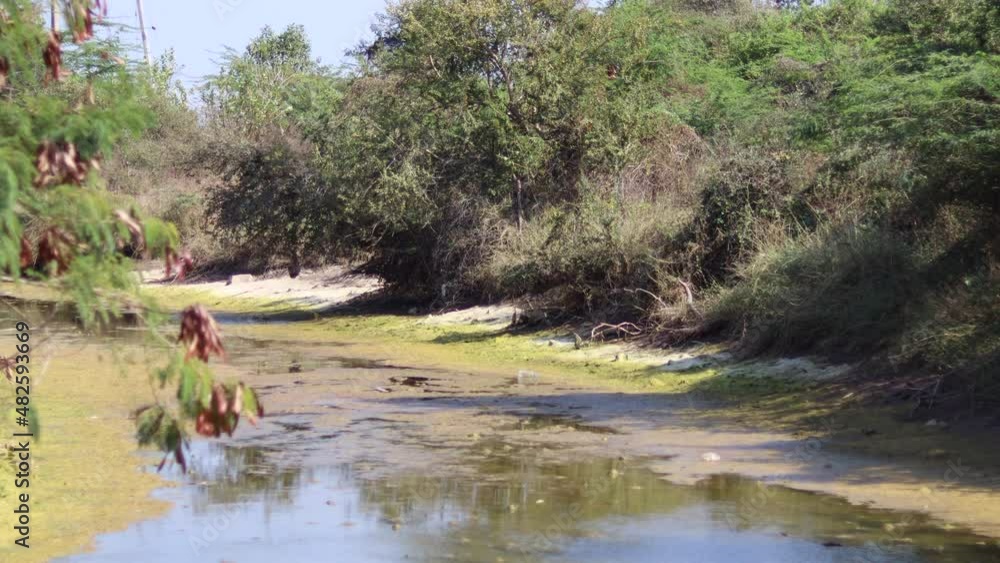 Beautiful landscape of river In The gir Forest Gujarat India. also ...