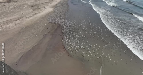 
Birds flying over Ventanilla beach, days after the La Pampilla oil spill in January 2022
