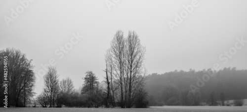Silhouettes of trees on a foggy winter morning
