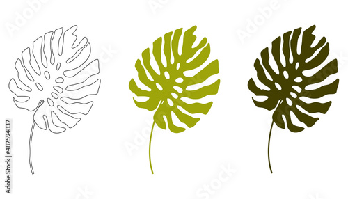 Tropical leaves. Monstera leaves are highlighted on a white background. Illustration design of a vector template of monstera leaves.