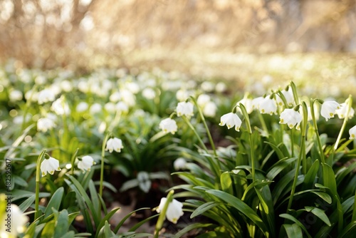 Blooming Leucojum aestivum (summer snowflake) flowers in a park, close-up. Early spring. Symbol of purity, peace, joy, Easter concept. Landscaping, gardening, environment. Macrophotography, bokeh photo