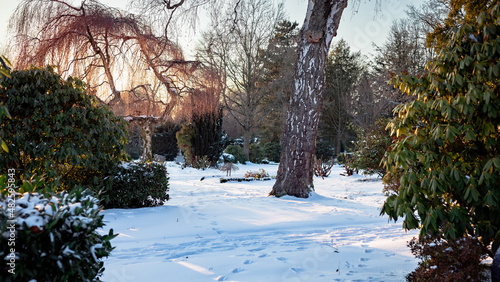 Snowy cemetery lanscape in evening sunlight with evergreen bushes and bald trees