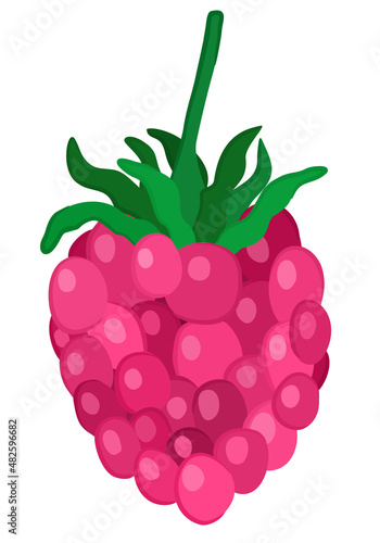 Bright vector illustration of raspberry, isolated on white background.