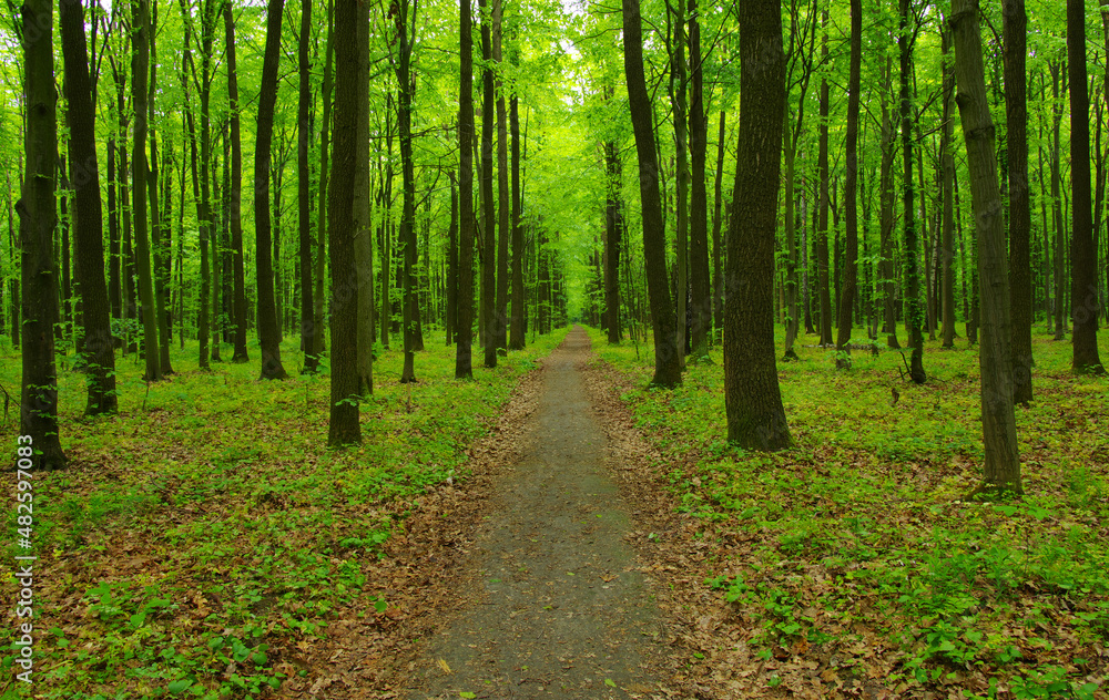 green forest in spring