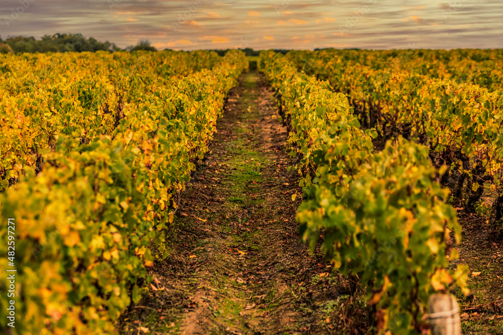 French Vineyards Sunset