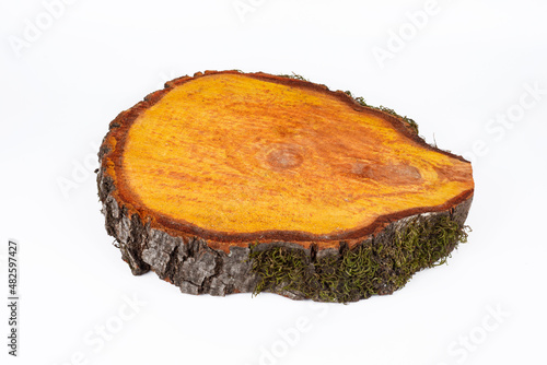 Wooden stump(cut log) isolated. Round cut down tree with annual rings.