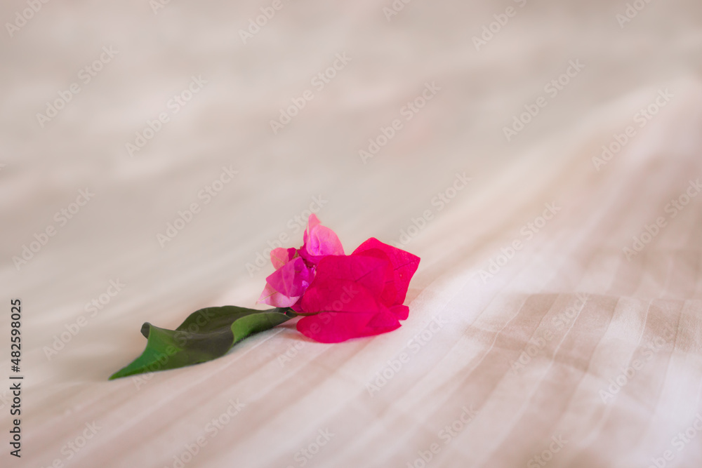 Pink exotic flower close up with copy space. Pink Bougainvillea blossom on bed shits in honeymoon hotel room. Romantic holidays background. Pink exotic flower close up with copy space. Pink Bougainvillea blossom on bed shits in honeymoon hotel room. Romantic holidays background.