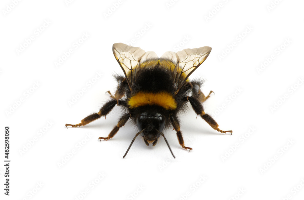 Buff-tailed bumblebee, Bombus, isolated on white Buff-tailed bumblebee, Bombus, isolated on white