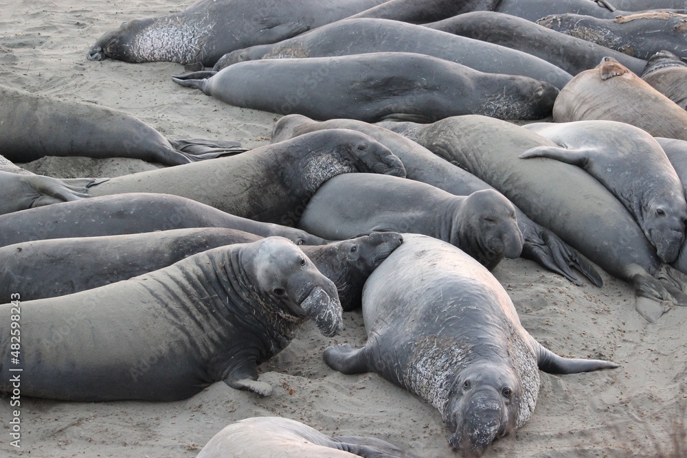 Elephant Seal Elephant Seal