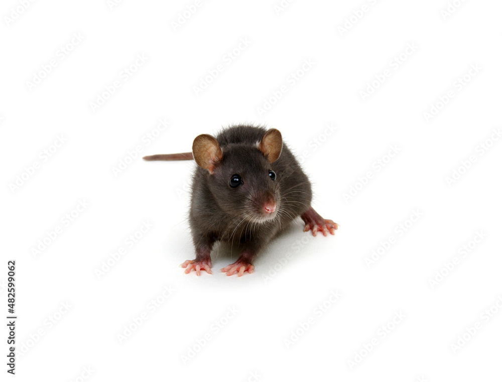 Rat isolated on white background.
