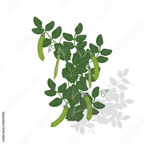 Peas with leaves and shoots. Vector graphics	
