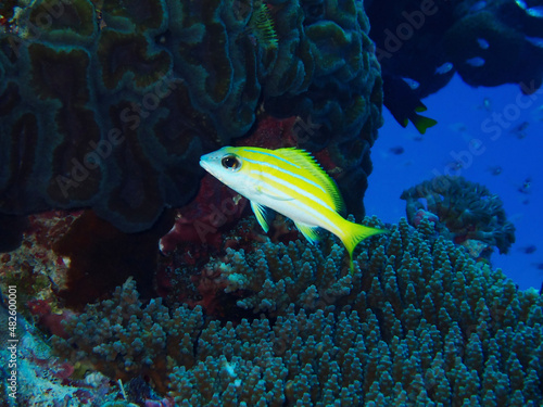 fish in aquarium