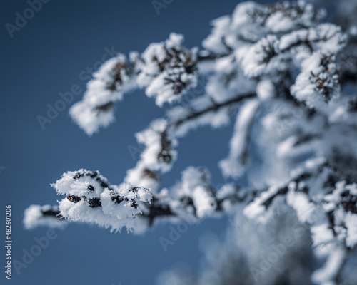 winter plants in a snow-covered forest