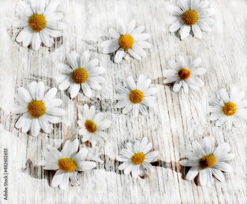 white daisies on a white wooden background, active shadows, bright light color © Tetiana Kapashyna