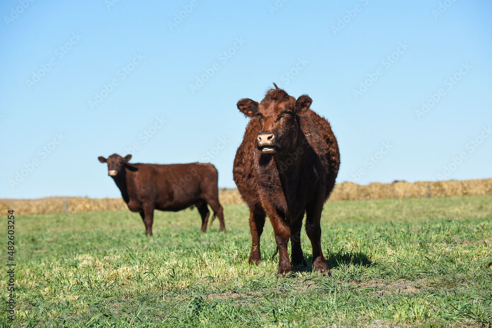 Cattle in pampas countryside, La Pampa, Argentina. Cattle in pampas countryside, La Pampa, Argentina.