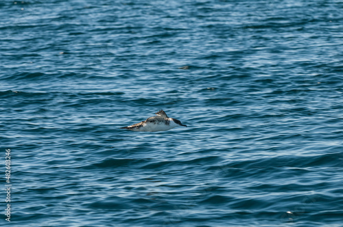 Cape Petrel, Daption capense, Antartic bird, Antártica