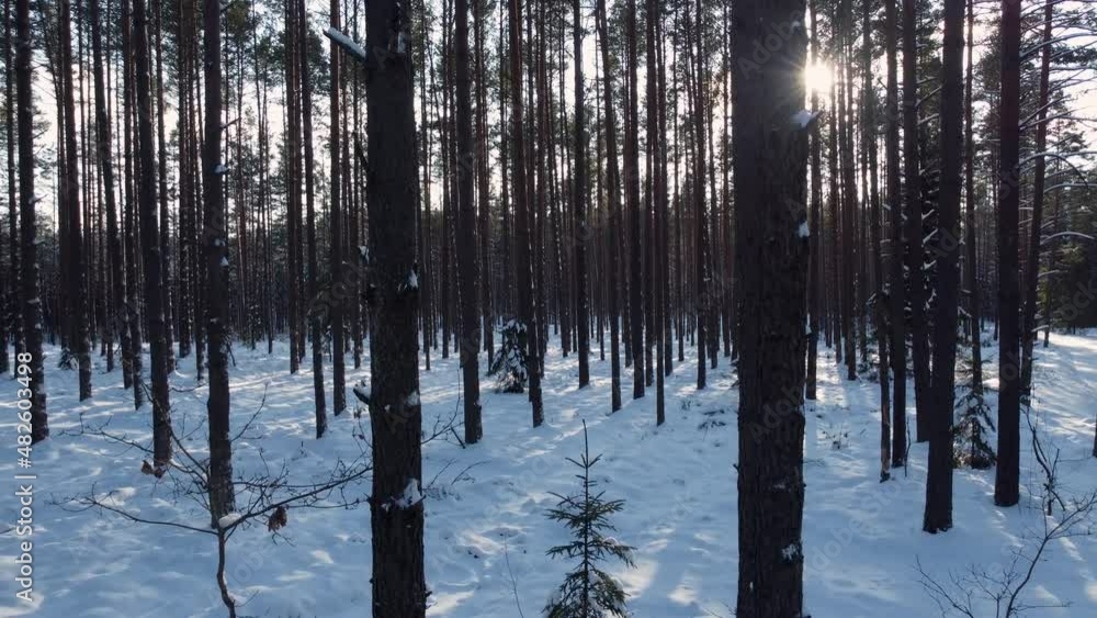 Sunlight evening at the winter forest. Drone fly along trees. Sunlight evening at the winter forest. Drone fly along trees.